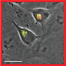 Example of a Single Image Scanned by Proofig: This image demonstrates the Proofig system's capability in detecting image integrity issues, such as alterations and reuse, in scientific imaging.