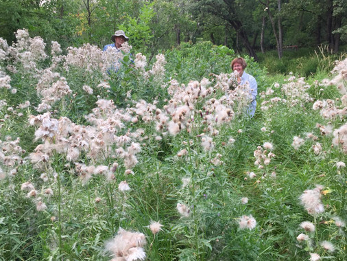 Dense patch of tall thistles