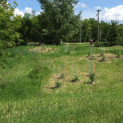 The area after planting