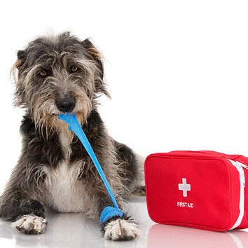 Erste Hilfe Seminar Senior Hund Pfotenkunde Melanie Harbs