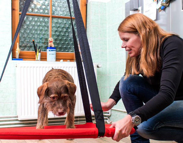Physiotherapie Hund Pfotenkunde Melanie Harbs