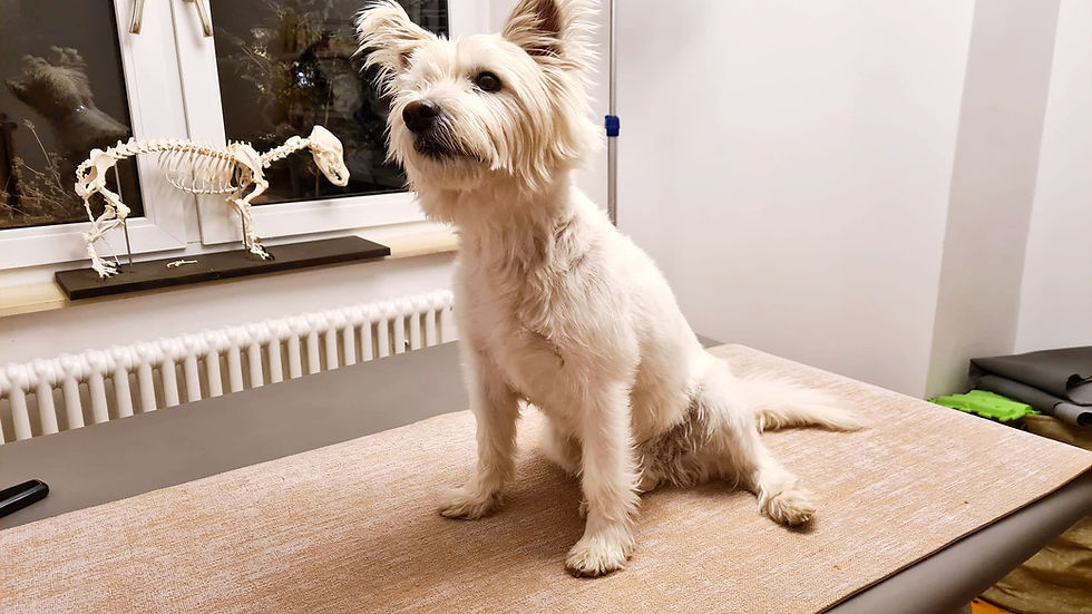 Physiotherapie Hund Pfotenkunde Melanie Harbs.jpg
