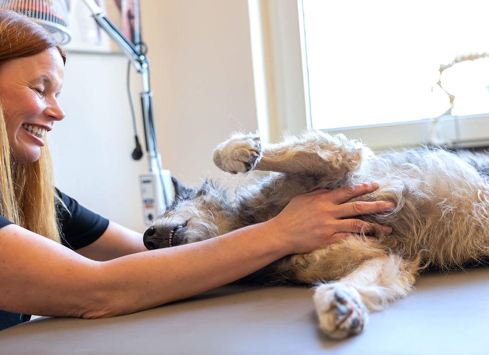 Physiotherapie Hund Pfotenkunde Melanie Harbs