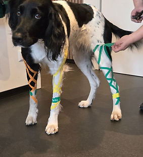 Physiotherapie Hund Pfotenkunde Melanie Harbs.jpg