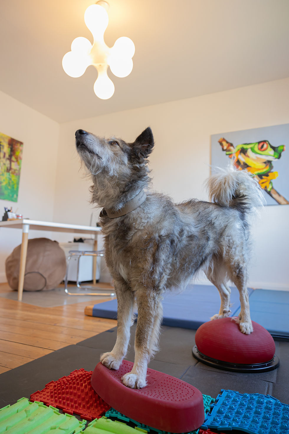 Physiotherapie Hund Pfotenkunde Melanie Harbs