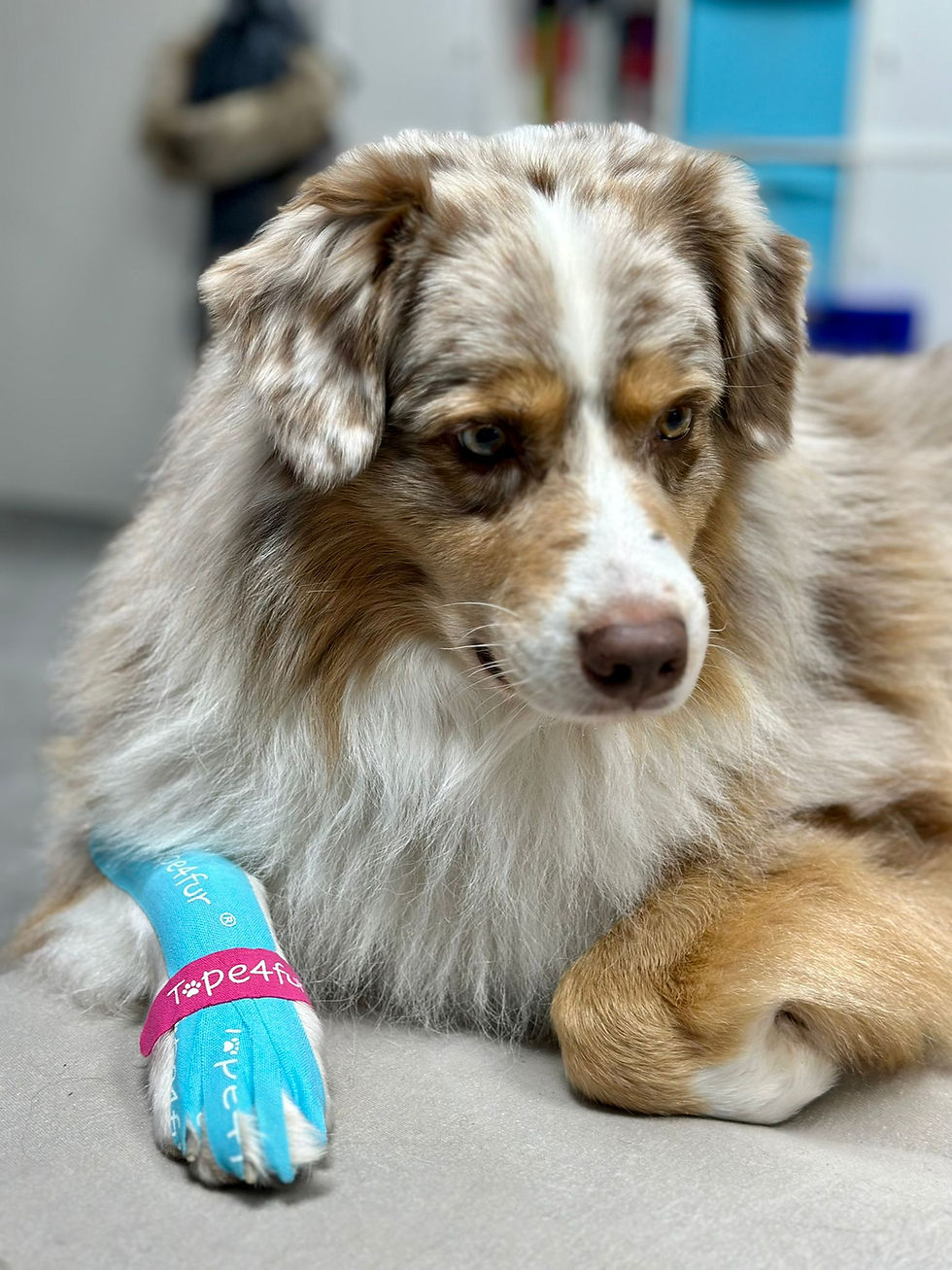 Physiotherapie Hund Tape Pfotenkunde Melanie Harbs