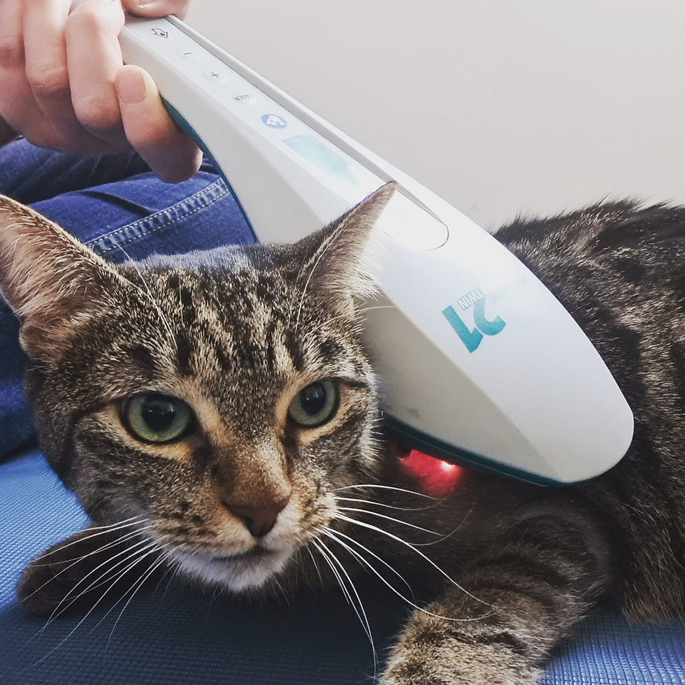 Physiotherapie Katze Pfotenkunde Melanie Harbs.jpg