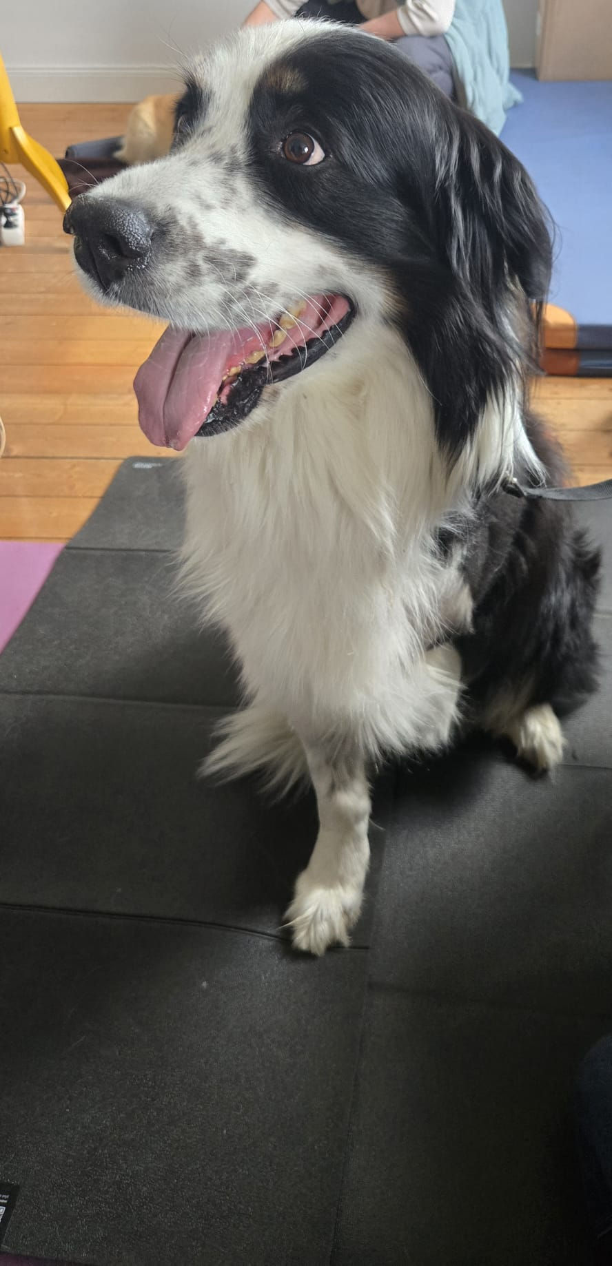 Physiotherapie Hund Pfotenkunde Melanie Harbs