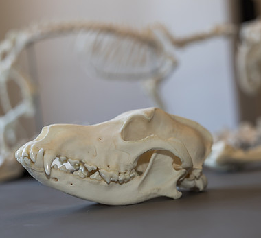 Pfotenkunde Osteopathie Hundeknochen.jpg