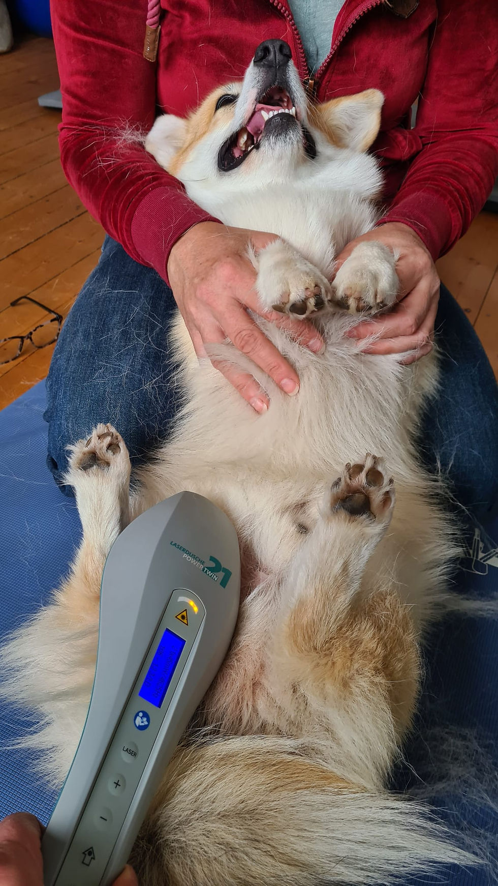 Physiotherapie Hund Pfotenkunde Melanie Harbs.jpg