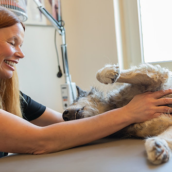 Seminar Massage Hund Pfotenkunde Melanie Harbs