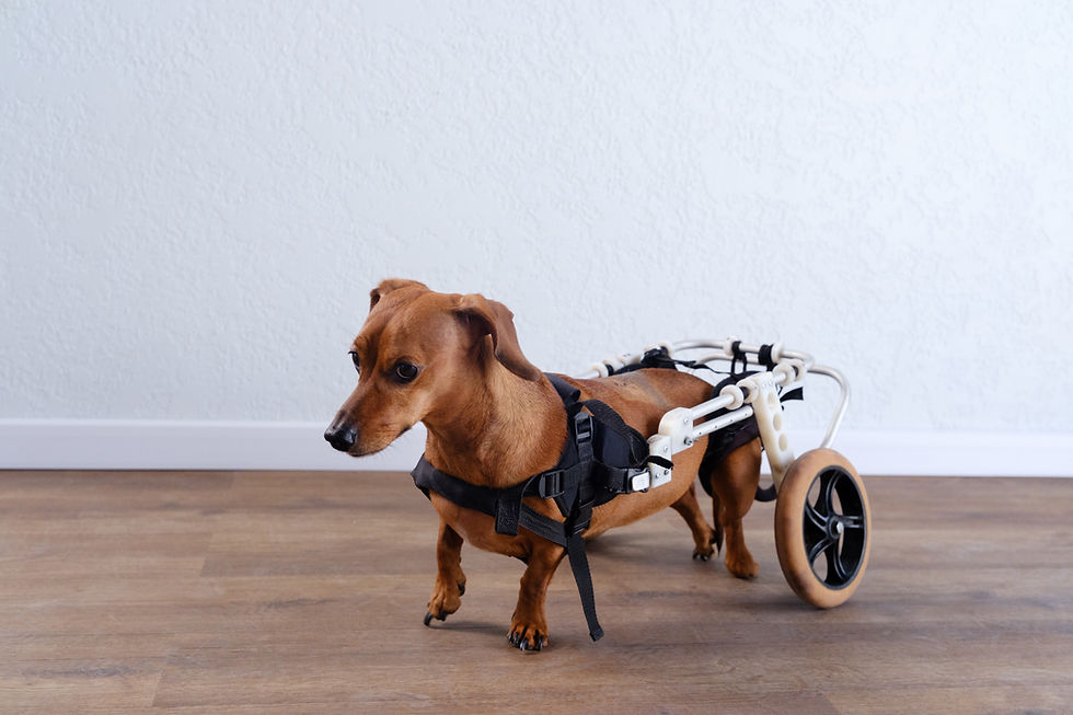 Physiotherapie Hund Pfotenkunde Melanie Harbs