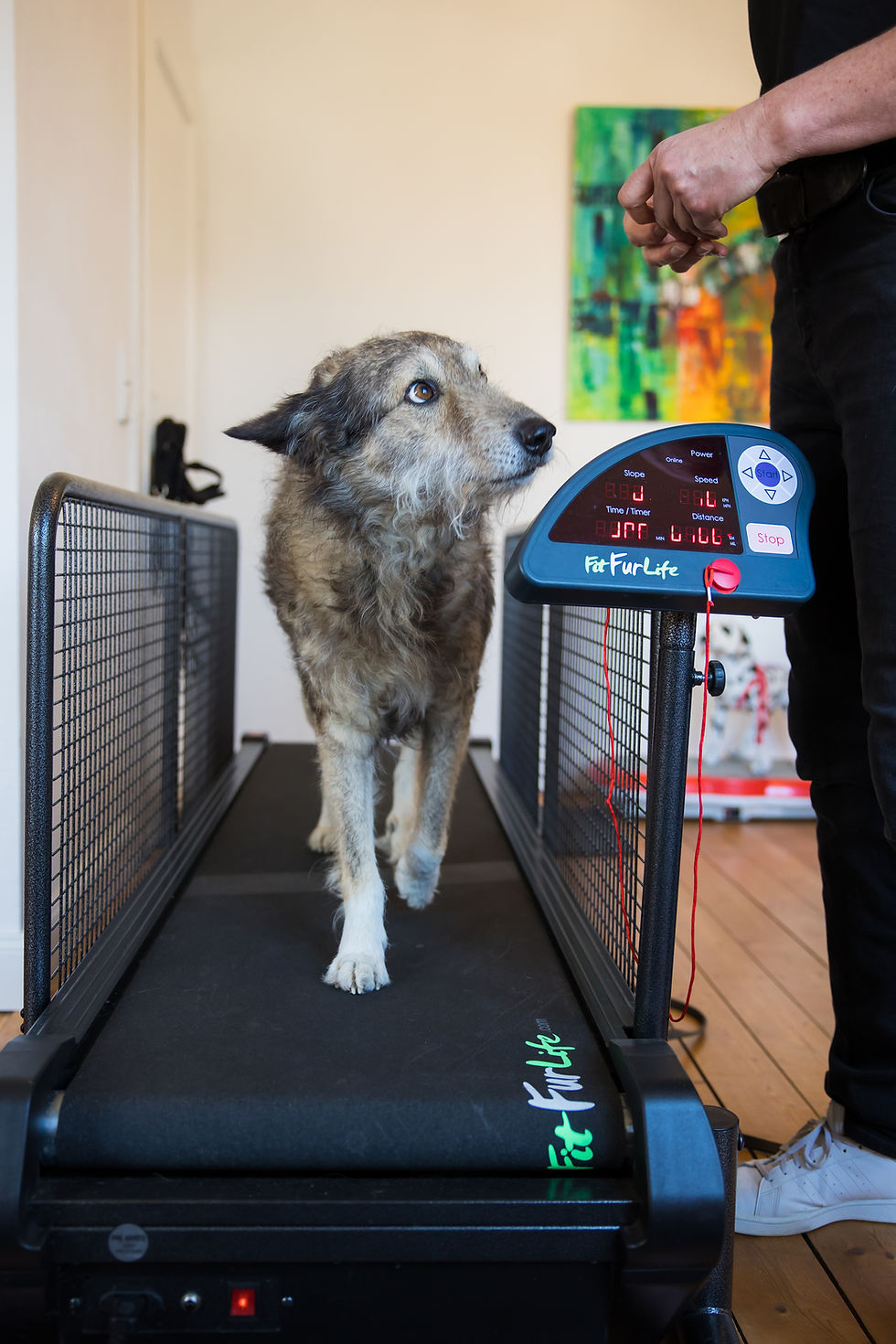 Physiotherapie Hund Laufband Pfotenkunde Melanie Harbs