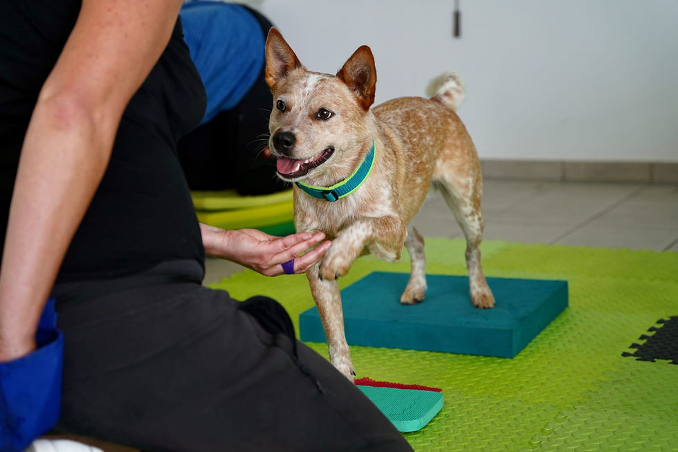 Physiotherapie Hund Pfotenkunde Melanie Harbs.jpg