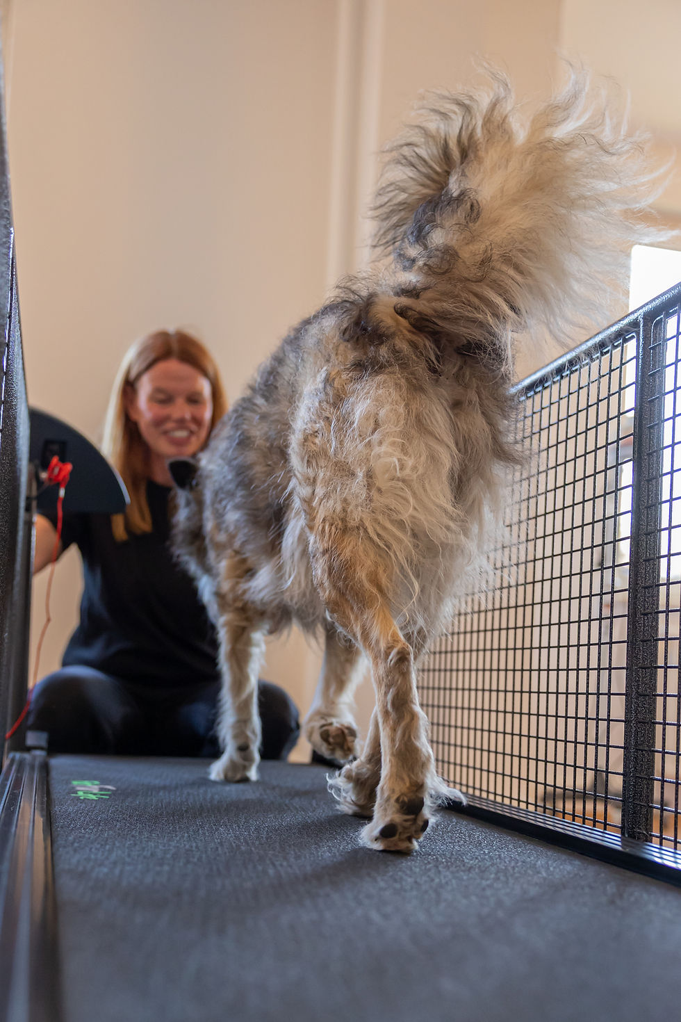 Physiotherapie Hund Pfotenkunde Melanie Harbs