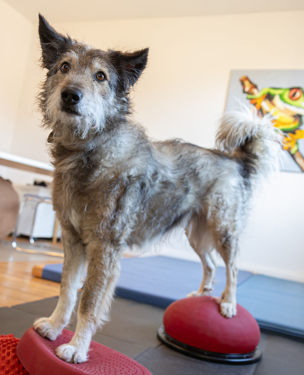 Physiotherapie Hund Pfotenkunde Melanie Harbs.jpg