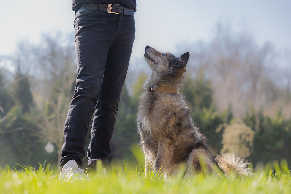 Physiotherapie Hund Pfotenkunde Melanie Harbs