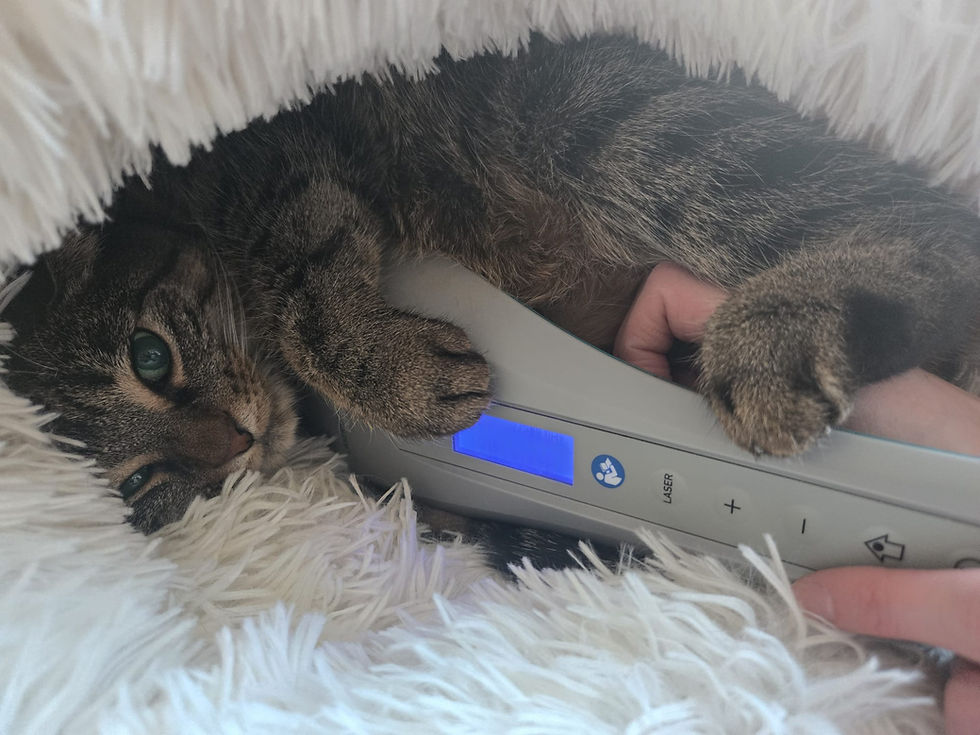 Physiotherapie Katze Pfotenkunde Melanie Harbs.jpg