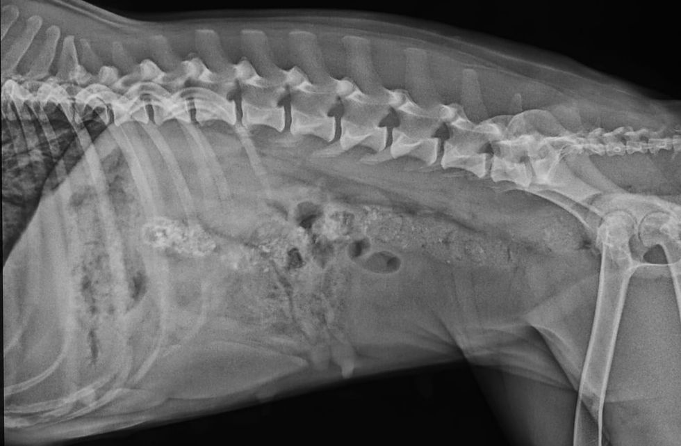 Physiotherapie Hund Pfotenkunde Melanie Harbs