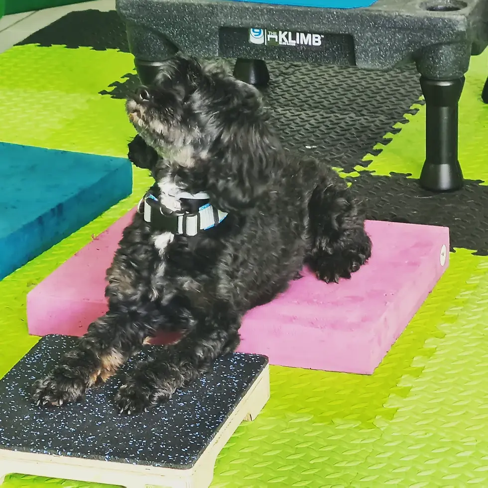 Physiotherapie Hund Pfotenkunde Melanie Harbs