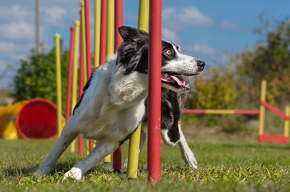 Sportphysiotherapie Hund Pfotenkunde Melanie Harbs.jpg