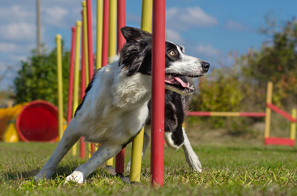 Sportphysiotherapie Hund Pfotenkunde Melanie Harbs
