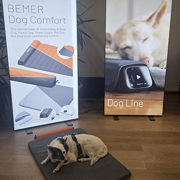 Bemer Seminar Pfotenkunde Melanie Harbs