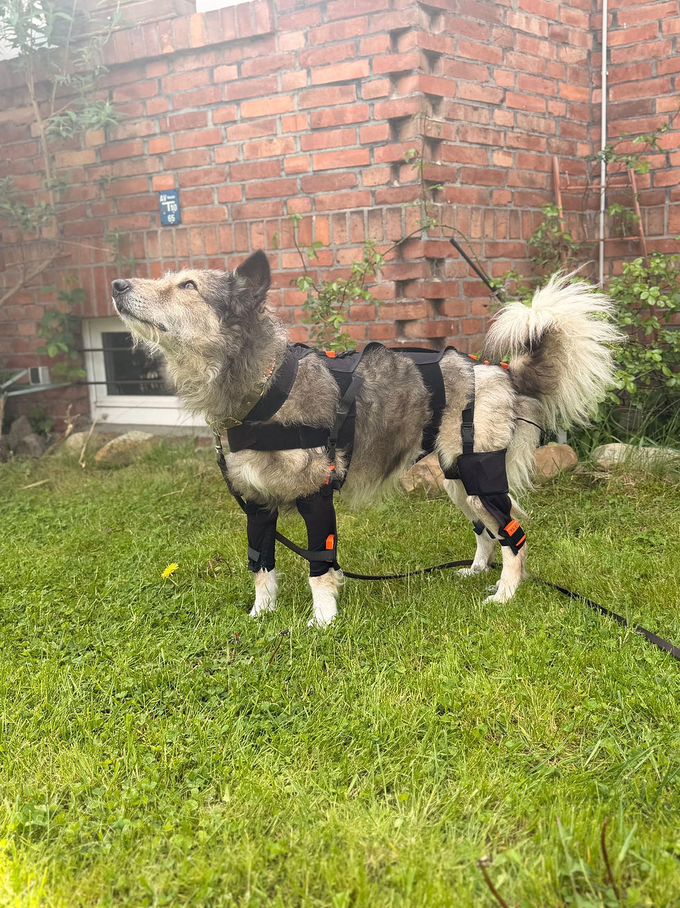 Physiotherapie Hund Pfotenkunde Melanie Harbs