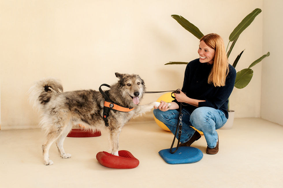 Physiotherapie Hund Pfotenkunde Melanie Harbs
