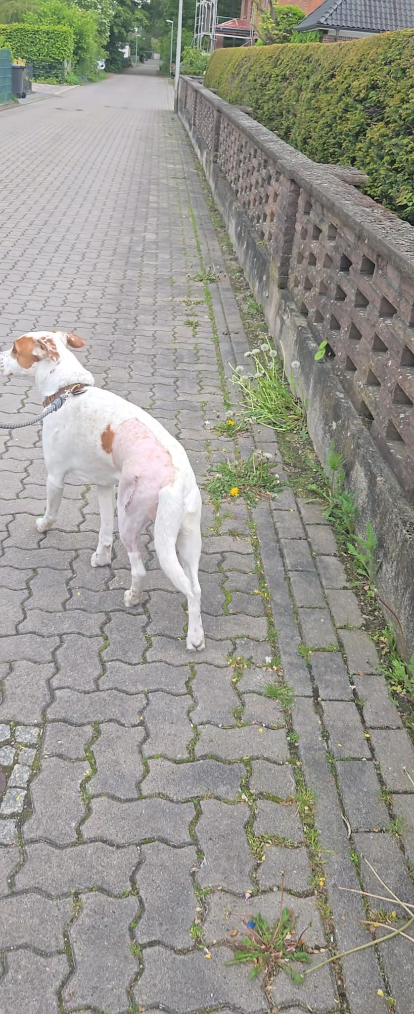 Physiotherapie Hund Pfotenkunde Melanie Harbs