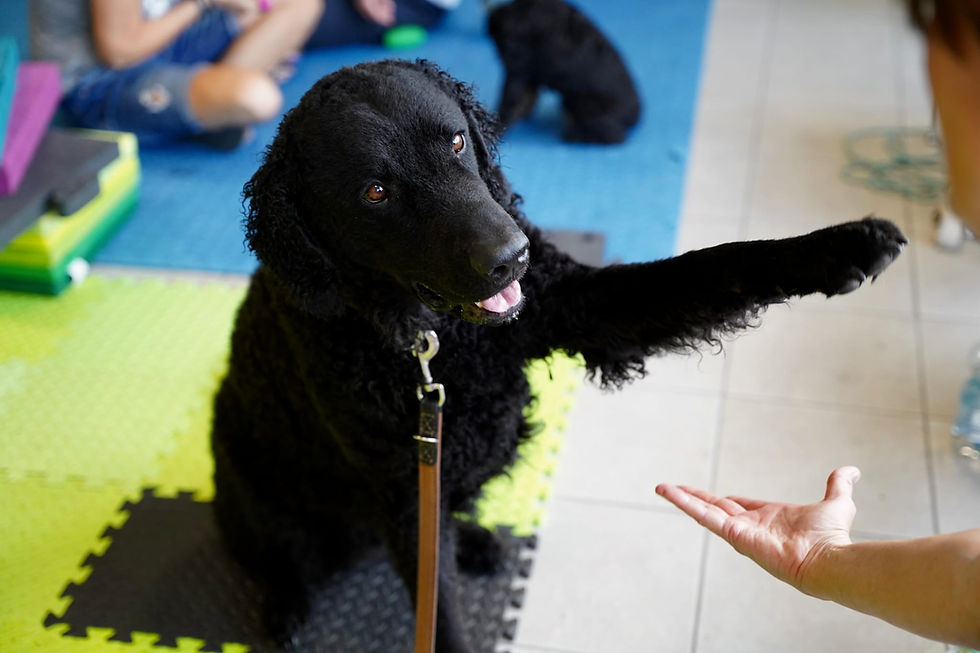 Physiotherapie Hund Pfotenkunde Melanie Harbs.jpg