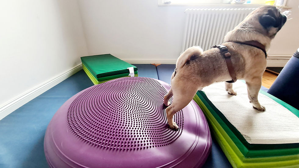 Physiotherapie Hund Pfotenkunde Melanie Harbs