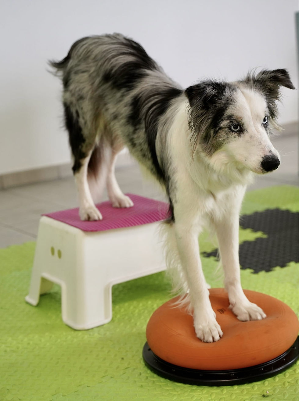 Physiotherapie Hund Pfotenkunde Melanie Harbs.jpg