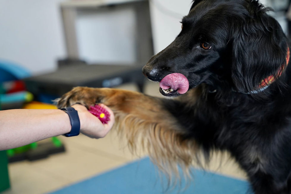 Physiotherapie Hund Pfotenkunde Melanie Harbs