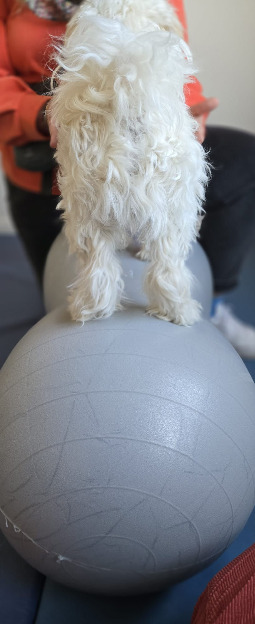 Physiotherapie Hund Pfotenkunde Melanie Harbs