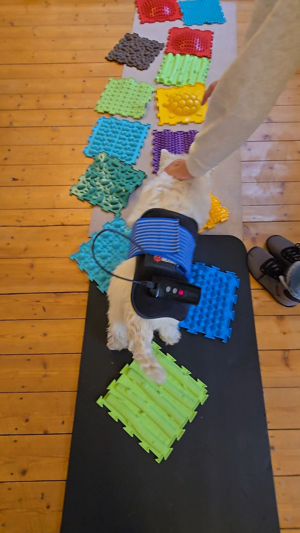 Physiotherapie Hund Pfotenkunde Melanie Harbs
