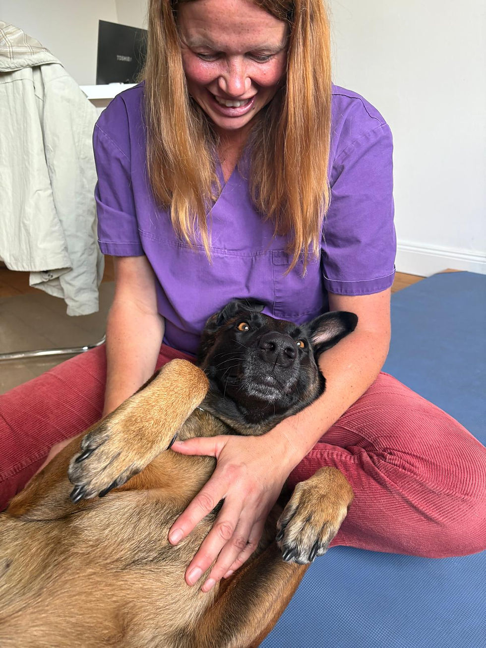Physiotherapie Hund Pfotenkunde Melanie Harbs