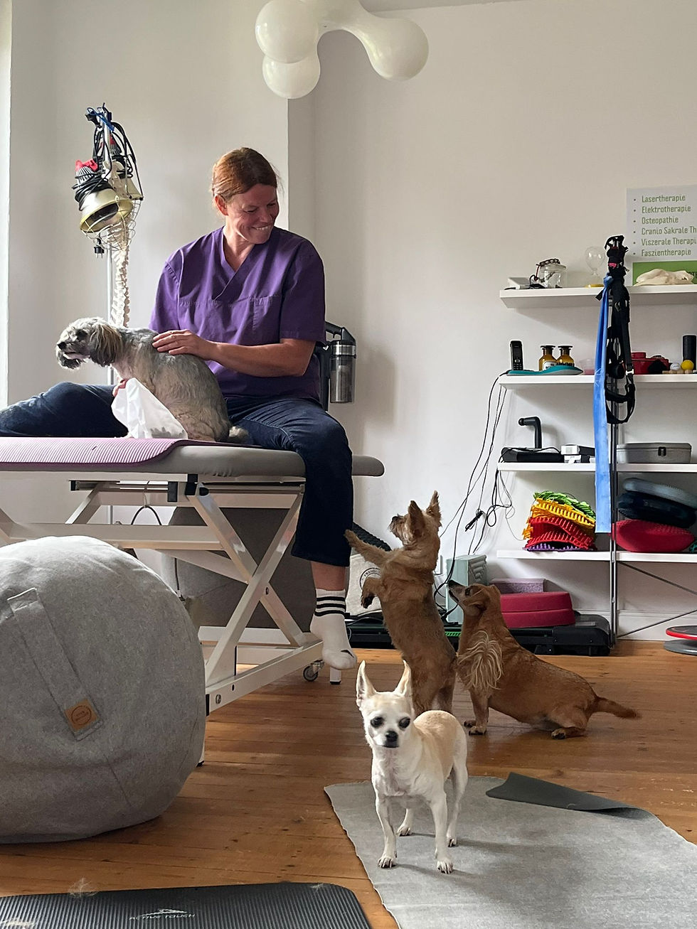Physiotherapie Hund Pfotenkunde Melanie Harbs