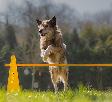Sportphysiotherapie Hund Pfotenkunde