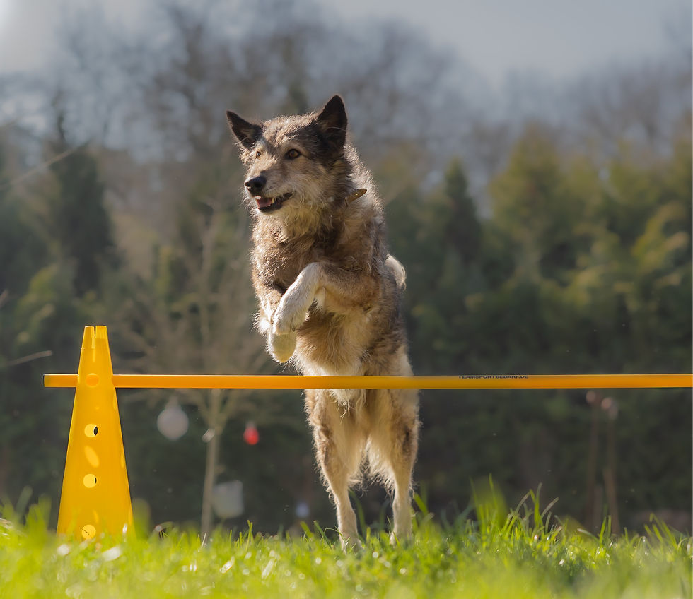 Sportphysiotherapie Hund Pfotenkunde Melanie Harbs