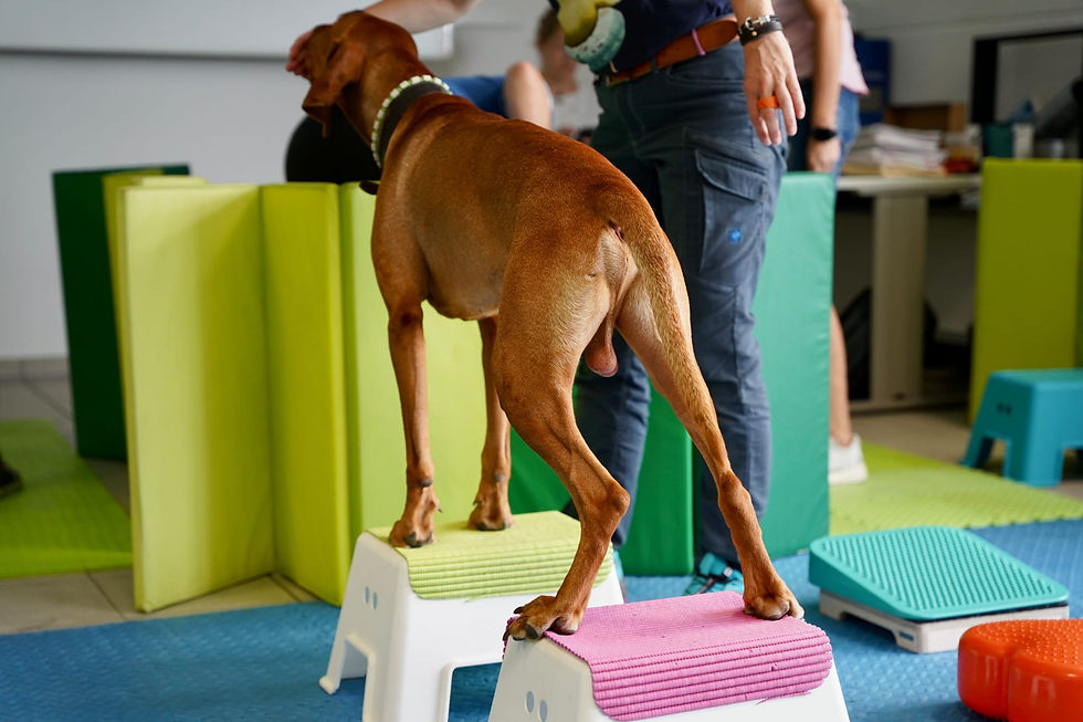 Physiotherapie Hund Pfotenkunde Melanie Harbs.jpg