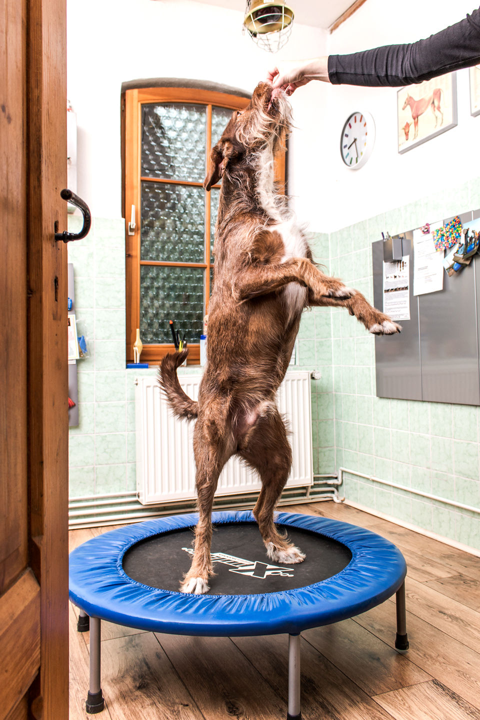 Physiotherapie Hund Trampolin Pfotenkunde Melanie Harbs