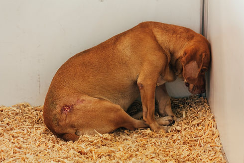 Physiotherapie Hund Schmerzen Pfotenkunde Melanie Harbs.jpg.jpg