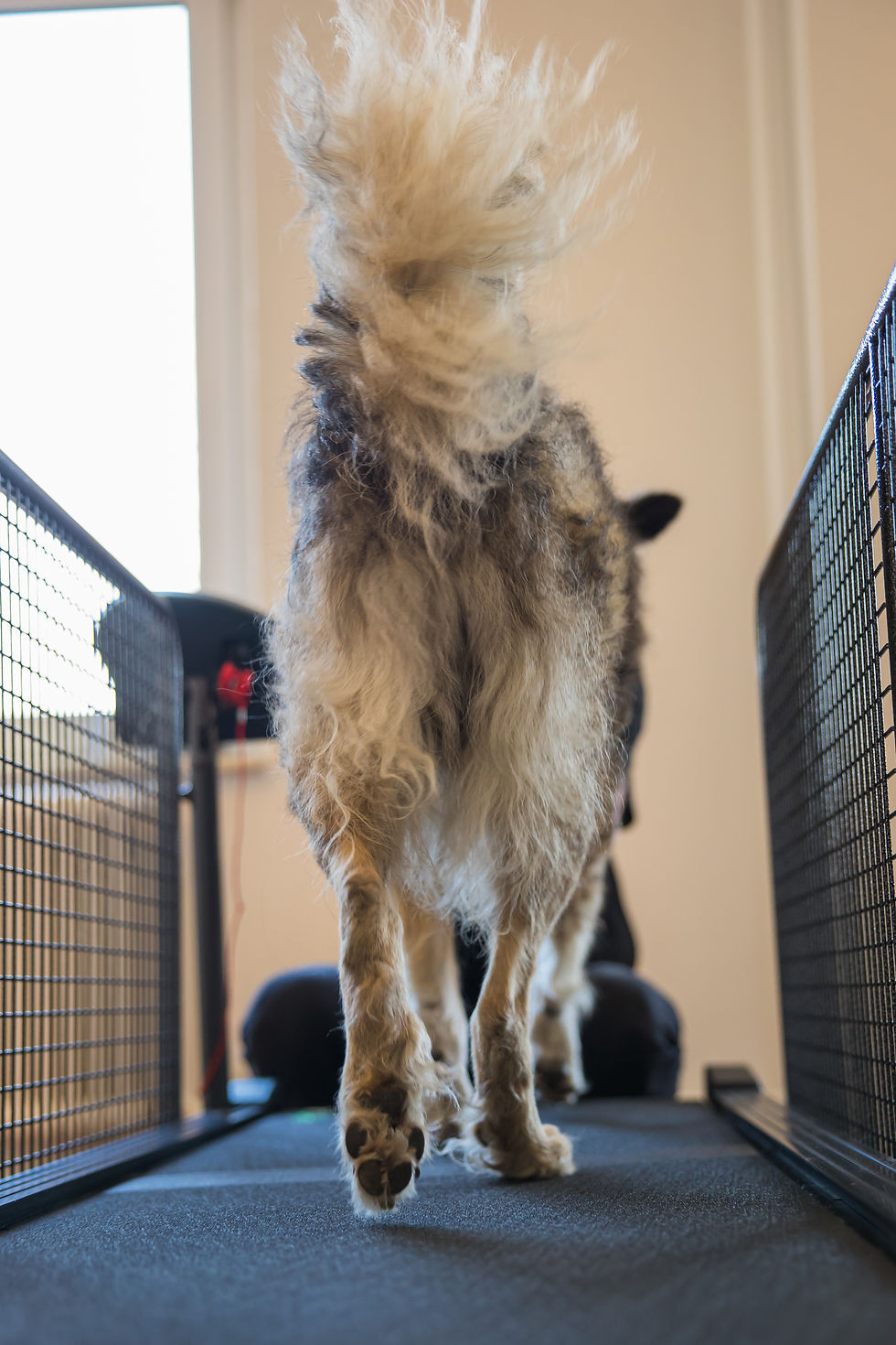 Physiotherapie Hund Pfotenkunde Melanie Harbs