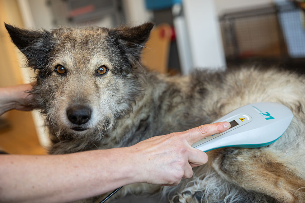 Physiotherapie Hund Novafon Pfotenkunde Melanie Harbs