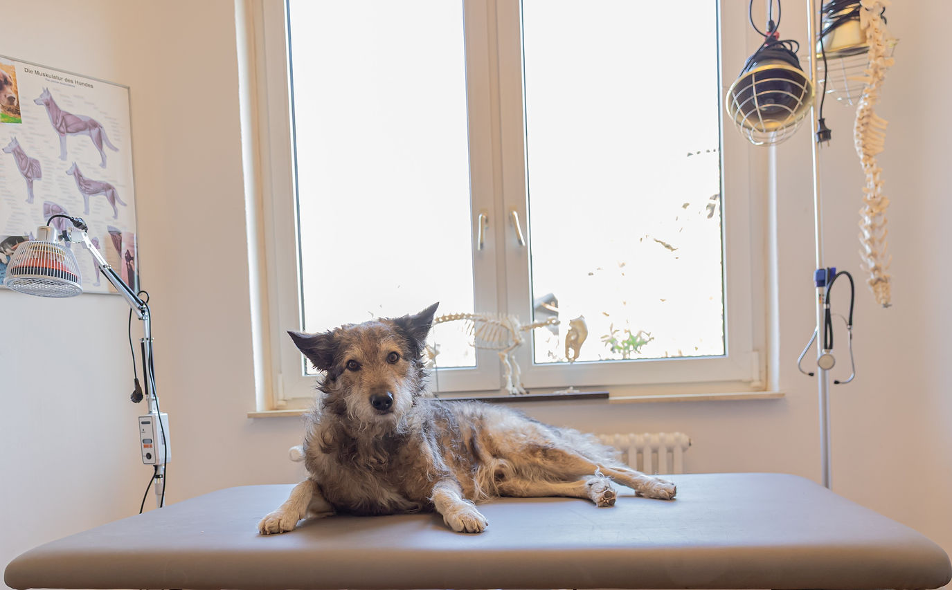 Physiotherapie Hund Pfotenkunde Melanie Harbs.jpg