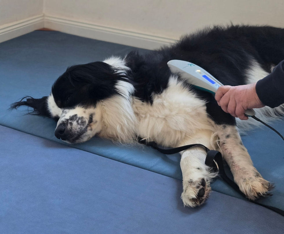 Physiotherapie Hund Pfotenkunde Melanie Harbs.jpg