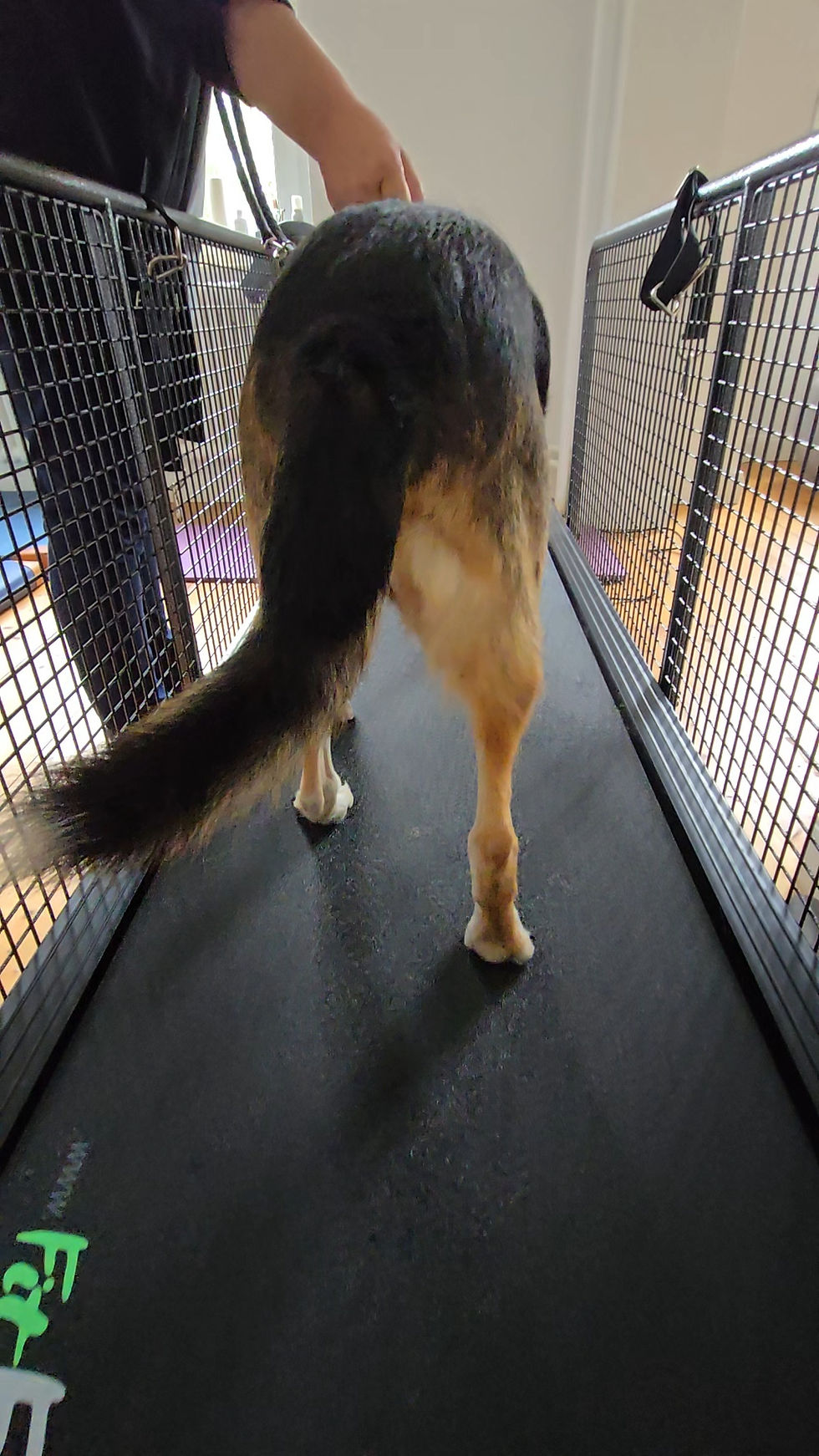 Physiotherapie Hund Laufband Pfotenkunde Melanie Harbs