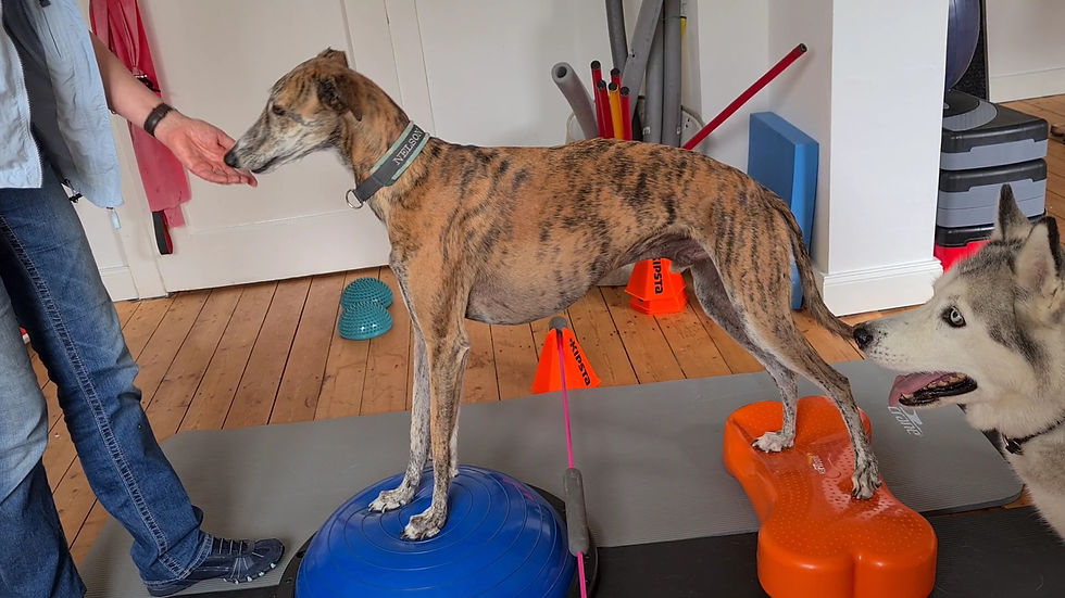 Physiotherapie Hund Pfotenkunde Melanie Harbs