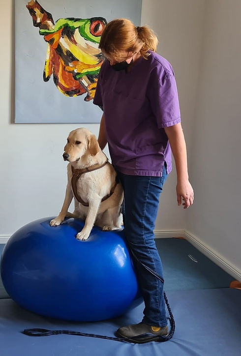 Physiotherapie Hund Ball Pfotenkunde Melanie Harbs.jpg